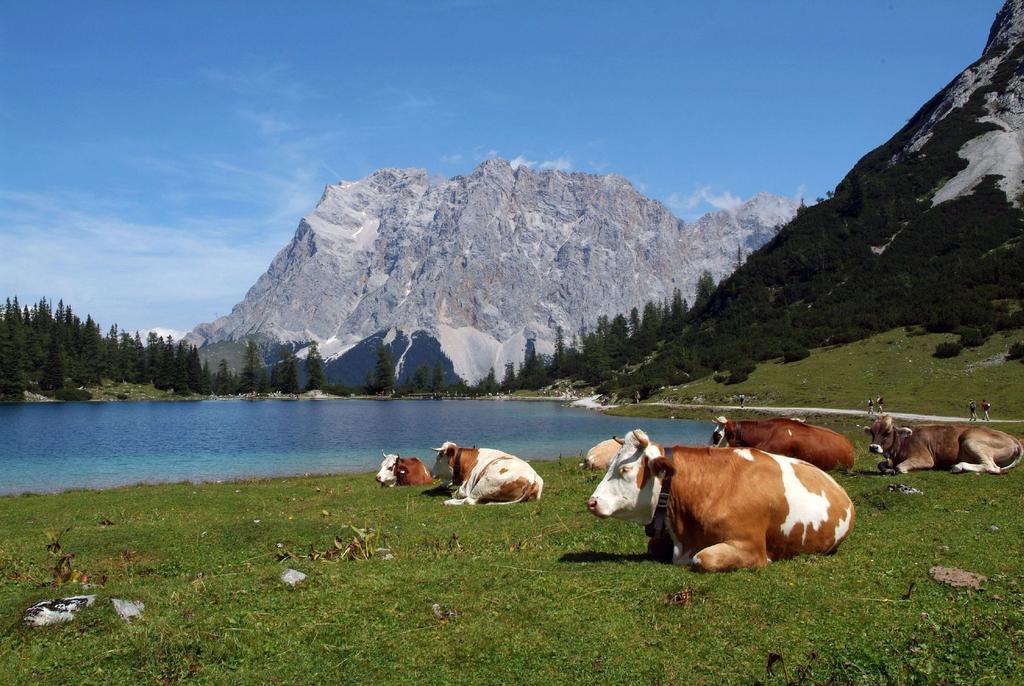 Alpen Marlene Apartmán *